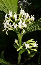 Corymborkis veratrifolia